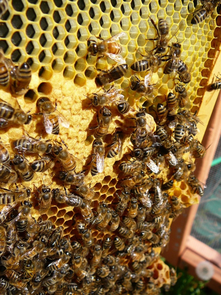 beeblog » Purple Hive Inspection – welcome Queen Lilla